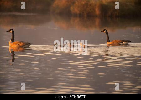 Famiglia delle oca del Canada (Branta canadensis), Parco Nazionale di Gros Morne, Terranova e Labrador NL, Canada Foto Stock