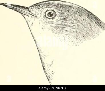 . Gli uccelli del Nord America orientale conosciuti per accadere ad est del meridiano diciannovesimo. . Kirtlands Warbier. Sottoparti, gialle; lati, striati di nero; corona, grigio laty; bac*lc andrump, ashy, striato di nero; lori, neri. Kirtlands Warbler. Dendroica kirtlandii.Vedi n. 510. FAMIGLIA MNIOTILTID.i:. WARBLERS. 28^ Corona, blu verdolino; copriletto, bordato di bianco; dorso, blu verdolino, senza strealis; copriletto, biancastro; camicie, tinte con palechiaro. Warbler Cerulean. Doid.rolra Cicruhd (fcinuJa e immnture).See Xo. 501. Parte 4. Le seguenti specie hanno la gola Foto Stock