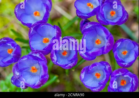 Croci viola in un giardino a Bellevue, Washington state, Stati Uniti. Foto Stock