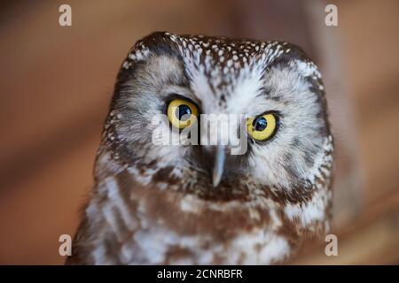 Piccolo Owl (Egolius funereus), ritratto animale, frontale, fotocamera dello sguardo Foto Stock