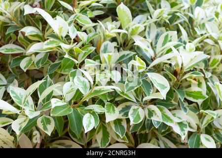 Sfondo di fogliame di ficus variegato nel giardino estivo Foto Stock