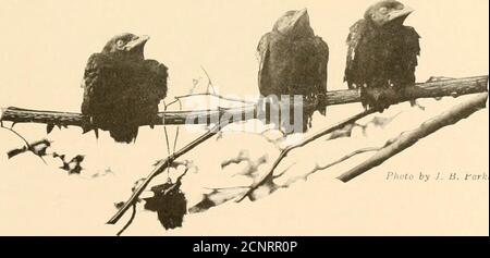 . Gli uccelli dell'Ohio; una descrizione scientifica e popolare completa delle 320 specie di uccelli trovati nello stato. OppositeGallia County, e che è ampiamente patrocinata da uccelli Ohio), notato ai tempi diff-ferent, ma non hanno certezza definita della loro permanenza. Un record com-plete della distribuzione invernale del Crow nel nostro stato è molto muchto essere desiderato. Per quanto riguarda l'abbondanza relativa dei Crows, rispetto ai tempi delle formertime, poco può essere determinato positivamente. La continua denudazione del legname di ourwood getta molte specie di uccelli in falsa preminenza, che può essere alto-geher fuorviante Foto Stock