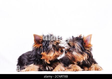 Due cuccioli del terrier dello Yorkshire giacciono su un bianco sfondo Foto Stock