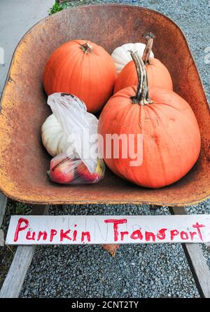 Un vecchio carriolo arrugginito pieno di zucche con un fatto a mano Cartello "Pumpkin Transit" Foto Stock