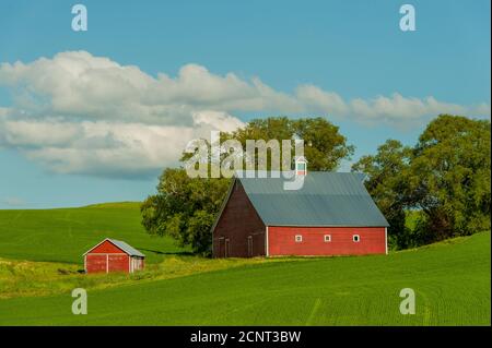 Un granaio rosso in un campo di grano nel Palouse Paese vicino Mosca, Idaho, Stati Uniti. Foto Stock