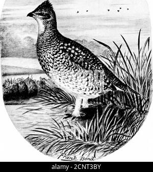 . Gli uccelli del Wyoming . BONASA UMBELLUS UMBELLOIDES. Gray Ruffed Grouse.. PEDIOC/ETES PHASIANELLUS CAMPESTRIS. Grouse Prairie con coda di punta affilata. Gli uccelli del Wyoming. f)5 comune. Durante l'arrampicata Cloud Peak nel 1897 ho trovato thesebirds ad un'altitudine di 11,500 piedi, in località dove c'era poca vegetazione e apparentemente nulla per loro da mangiare. Coues riporta questa varietà dal fiume Yellowstone e dalle montagne di Wind River. Grinnell le riferisce dal parco di YEL-Wstone. 300a, Bpnasa umbellus togata (Linn.).^ Canadian Ruffed Grouse.jr ^iesident e comune nel Wyoming nord-orientale lungo il Foto Stock