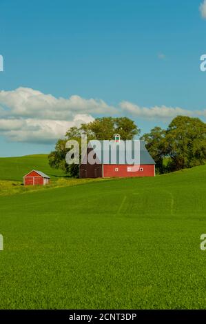 Un granaio rosso in un campo di grano nel Palouse Paese vicino Mosca, Idaho, Stati Uniti. Foto Stock