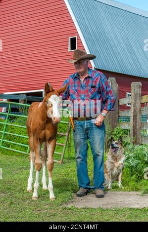 Un agricoltore (modello rilasciato) con un colt (cavallo) di 10 giorni nella contea di Whitman, nel Palouse vicino a Pullman, Stato di Washington orientale, Stati Uniti. Foto Stock