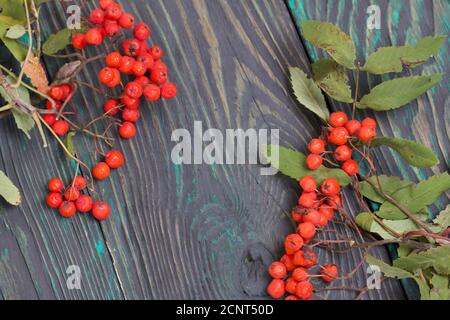 Ramo di Rowan con bacche e foglie. Si trova su tavole di pino verniciate nero e verde. Sfondo autunno. Foto Stock