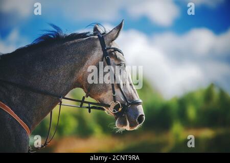 Un bel cavallo grigio con una manna scura e briglia sulla sua muso sta galoppando velocemente contro il cielo con le nuvole in una giornata estiva soleggiato. Libertà. Foto Stock