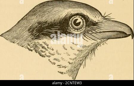 . New England bird life: Essere un manuale di ornitologia del New England; . na; un migrante e visitante invernale in altre parti del New England, dove non si verifica raramente, ma irreg-ularmente, essendo comune in alcune stagioni e molto meno in altre. I suoi movimenti sembrano essere più rogati dallo stato variabile dell'offerta alimentare grazie all'anno. E 'noto per la razza nel Maine, il buteven in quello Stato è più numerosi in inverno e durante le migrazioni che in estate. Come l'uccello da neve, così caratteristico del CanadianFauna nella stagione dell'allevamento, indica l'exten- 2o8 LANIIDYE : SHRIK Foto Stock