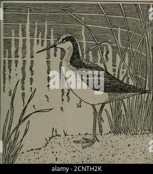 . Il bollettino di Wilson . ORGANO UFFICIALE del Wilson Ornithological Club e TheNebraska Ornithologists Union X ^ M è entrato come materia di seconda classe, il 13 luglio 1916, presso l'Ufficio postale di Ober-lin, Ohio, ai sensi della legge del 3 marzo 1879. CONTENUTI Migrant Shrike di ira N. Gabrielson 67-69 abitudini DI allevamento di uccelli acquatici di W. J. Erichsen 69-82 Bird Banding nel Michigan settentrionale di Dayton Stoner 83-90 periodi comparativi di vita nidilata di Prank L. Burns 90-99 Note 100-106 Note qui e là 106-108 incontro annuale dell'Unione del Nebraska 109-111 Pubblicazioni recensite 111-112 The WILSON BULLETIN Publish Foto Stock