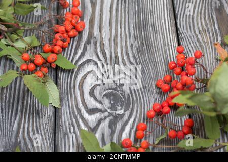 Ramo di Rowan con bacche e foglie. Si trova su tavole di pino dipinte in bianco e nero. Sfondo autunno. Foto Stock