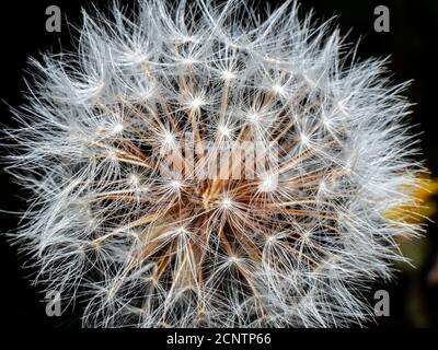 Dente di leone in fiore prima del vento da vicino Foto Stock