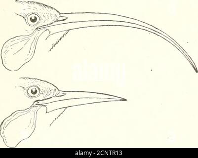 . Bird-life : una guida allo studio dei nostri uccelli comuni . FiO. 22.-disegno curvo di femmina, disegno diritto di Iliia-uccello maschio. (i/, dimensioni naturali.) tra la forma del disegno di legge e le abitudini di alimentazione u pelo-nished dall'uccello Huia della Nuova Zelanda. Il maschio di questa specie ha una fattura relativamente corta, diritta, mentre 34 FORMA E ABITUDINE: LA tettarella DI BILL. Della femmina è lunga e curva. Gli uccelli feedon larve, .vdnch trovano in legno morto. I malehammer e gli scalpelli allontanano il legno molto come legno-pecker, mentre la femmina usa la sua fattura come un probeWe hanno, quindi, il caso singolare di due forme di Foto Stock