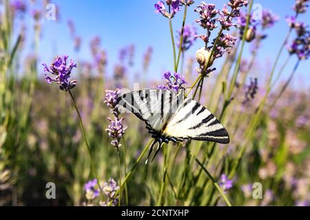 Grande barca a vela a farfalla con ali bianche con strisce nere su un fiore di lavanda in un campo in una giornata di sole. Papilio insetto coda di rondine papillonidae. Foto Stock