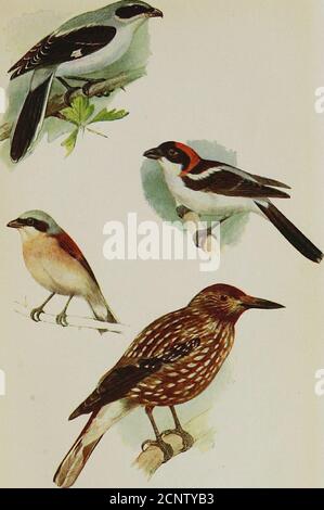 . Uccelli nei loro fantasie, dal tardo C. A. Johns . imals sono giudicati per essere distruttiveto gioco, E sono quindi cacciati alla morte, il Jay, forse, con meno ragione del resto, perché anche se difficilmente può resistere al thetemptation di saccheggio, sia di uova o di giovani, qualsiasi nido, wheterof Partridge o Pheasant, che cade nel suo modo, ma non sub-sist interamente su cibo animale, ma anche su ghiande e frutti selvaggi variousother. Le sue piume blu sono molto usate nella fabbricazione di mosche artificiali. Tuttavia, a causa delle loro abitudini caute caute, ci sono pochi distretti boscosi in Foto Stock