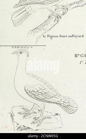 . Tableau élémentaire d'ornitologie, ou, Histoire naturelle des oiseaux que l'on rencontre communément en France : suivi d'un traité sur la manière de conserver leurs dépouilles pour en former des collections et d'un recueil de 41 planches . % %^W:. Foto Stock