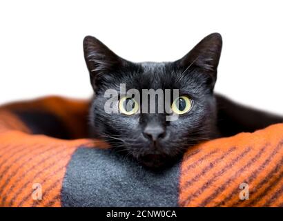 Un gatto nero shorthair dagli occhi larghi che giace in un letto per animali domestici e guardando la fotocamera Foto Stock