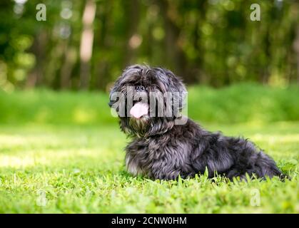 Uno scruffy Lhasa Apso razza mista cane seduta all'aperto con un'espressione felice Foto Stock