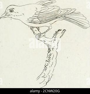 . Tableau élémentaire d'ornitologie, ou, Histoire naturelle des oiseaux que l'on rencontre communément en France : suivi d'un traité sur la manière de conserver leurs dépouilles pour en former des collections et d'un recueil de 41 planches . reite. - h.,. le Merdier Foto Stock