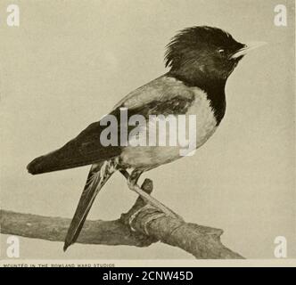 . Il libro britannico degli uccelli dello sportivo, che tratta un nido ruvido di paglia ed erba, con un hning animperfect di lana e piume, sia nei tronchi d'albero delle braccia cave, in buchi nelle pareti, sotto i tetti, o anche in camini ; e in questo sono deposti da quattro a sette delle ben note uova chiare, che sono circa la dimensione di quelli di un mughetto. Almeno due frizioni possono essere posate in una stagione. Gli enormi greggi in cui si riuniscono in autunno, e le regolari evoluzioni aeree che poi si esibiscono, sono troppo familiari per avere bisogno di ulteriore menzione. Un esemplare del Mediterraneo nero starling {St/in Foto Stock