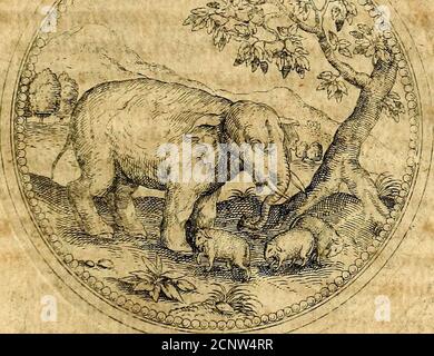 . Joachimi Camerarii Symbolorvm et emblematvm centvriæ tres. I. ex herbis e stirpibus. II. Ex animalibus quadrupedibus. III. Ex volatibus & insettis. Accessit noviter centvria IV. Ex aquatilibus e rettilibus. CVM figvris æneis . frtttritMttdElephas animaliafdrvula hdit;NempegMdhwcc/emensReximiteturhakt, u Foto Stock