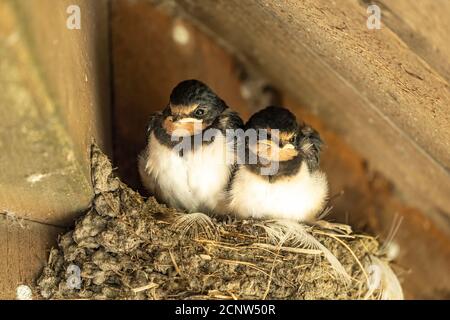 Junge Schwalben im Nest, Dänemark | giovane casa comune martins nel loro nido, Danimarca Foto Stock