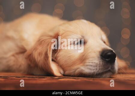 puppy dorata assonnato che stese la testa sul pavimento e. addormentato sulle luci di sfondo Foto Stock