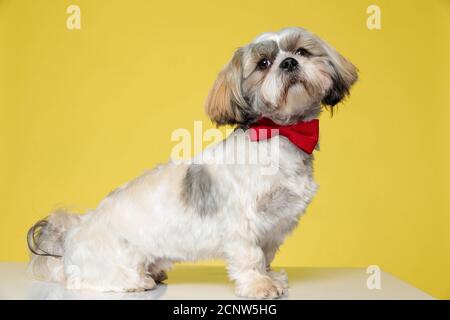 Vista laterale di un orgoglioso cucciolo Shih Tzu con viscere su sfondo giallo studio Foto Stock