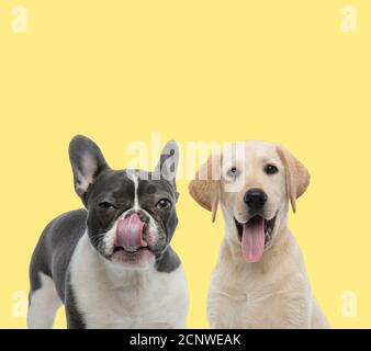 adorabile cane da bulldog francese che lecca il naso accanto a un labrador retriever cane ansing felice su sfondo giallo Foto Stock