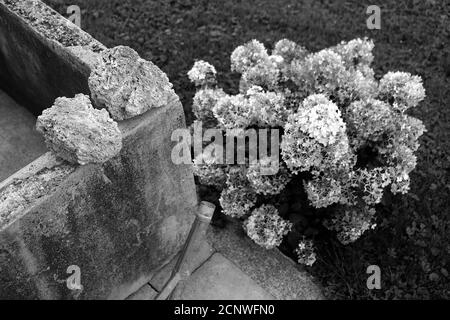 Scala di grigi di fiori di idrangea in un giardino Foto Stock