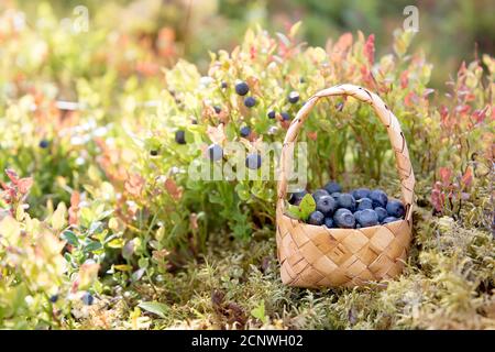 Bosco bacche in un cestino accanto ai cespugli di mirtillo in la foresta Foto Stock