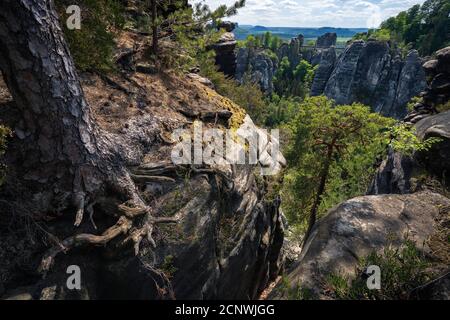 Parco Nazionale Saxon Svizzera, Germania. Bizzarre radici di pino con vista sulle famose montagne calcaree di Bastei in primavera. Foto Stock