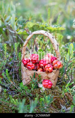 Bacche nuvolosità mature in un cestino nella foresta. Carelia. Russia Foto Stock