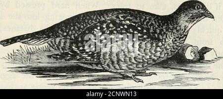 . Un popolare manuale degli uccelli degli Stati Uniti e del Canada . riferito al HeathHen, una razza distinta, un residuo di cui è ancora trovato sul Mar-thas vigneto. HEATH GALLINA. Tympanuchus cuproo. Car. Simile alla Prairie Hen, ma marrone rossastro sopra, e sotto bianco arrugginito, barrato con marrone rossastro scuro; ciuffi da collo composti da quattro o cinque piume acutamente lance-appuntite. Nido. In boschi di querce o di pino; un lieve incavo, sottilmente lindato con foglie e piume. Uova. 6-8; verde giallastro e non macchia; i.70X1.25. Questo interessante uccello è stato scoperto nel 1885 dal Sig. WilliamBrewster Foto Stock