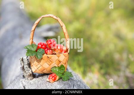 Bacche nuvolosità mature in un cestino nella foresta. Carelia del Nord. Russia Foto Stock