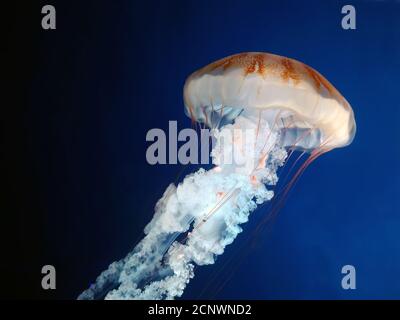 Enorme medusa mare ortica closeup Foto Stock