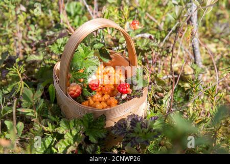 Bacche nuvolosità mature in un cestino nella foresta. Carelia. Russia Foto Stock