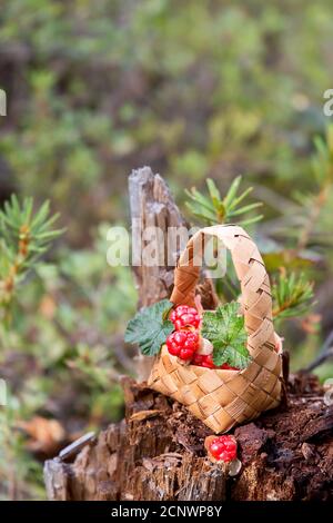 Bacche nuvolosità mature in un cestino nella foresta. Carelia del Nord. Russia Foto Stock