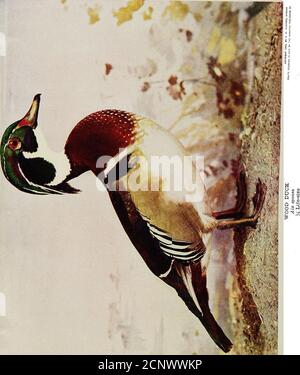 . Gli uccelli dell'Ohio; una descrizione scientifica e popolare completa delle 320 specie di uccelli trovati nello stato . t, e si cercavano con ansia, ma sono ancora tra le anatre comuni. In primavera si muovono presto, passando verso nord in greggi immensi. Il loro volo è estremamente rapido, forse il più veloce di una qualsiasi delle anatre, in modo che anche senza fumo polvere e un ripetitore, l'uomo dietro la pistola ha un bel todo. In autunno i greggi non sono così grandi, e sono molto più numerosi, un'indicazione, forse, che la loro gamma di allevamento copre un paese molto più grande di quello Foto Stock