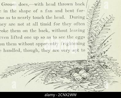 . Nature Study Birds : un libro per principianti in Bird Study . all'altro, sono sempre disposti in modo che i punti si riuniscano nel middleof del nido. Il Woodcock sa che i suoi colori rendono difficile vederlo così non vola fino a quando non è sicuro che egli assedierà. Il suo volo è molto veloce e in modo zig-zag così thatfortunatamente è difficile per la maggior parte dei cacciatori di sparare loro.le tre piume esterne dell'ala sono molto strette e quitestiff; fanno un suono fischio come l'uccello comincia, volo hisswift dal suolo. Il Woodcock maschio spesso struts lo stesso come un turkeygobbler o un Ruffed Foto Stock