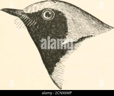 . Gli uccelli del Nord America orientale conosciuti per accadere ad est del meridiano diciannovesimo. . Gola, nera ; corona, verde oliva; lati della testa, gialla: Bande alari, bianca. Warbler verde con gola nera. Dendroica virens {adulto maschio).vedere n. 508. Gola, nero; copricapo lontano, 1)i;k-U; ciowii, yellowisli: Bande alari, giallo. Warbler con alata d'oro. Helminthophila chriisopteru {maschio).vedere n. 488. Ihroat, nero; corona, blu opaco; lati oflirciisti. Hliiish hl:u-ls [adult )iial&gt;).vedere n. 407. 298 CHIAVE PER IL BIKUS DEL NORD AMERICA ORIENTALE. Foto Stock