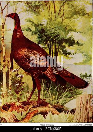 . Gli uccelli dell'Ohio; una descrizione scientifica e popolare completa delle 320 specie di uccelli trovati nello stato. L'avvento dovrebbe essere grandedwith delizia da tutti i veri sportivi. Veloce sull'ala, prolifico, duro, sapido, questo bel fagiano è mirabilmente adattato per prendere il posto di quegli uccelli largernative, il tacchino selvaggio, il pollo di Prairie, il Grouse Ruffed, che non sono più disponibili a noi. L'etica della situazione è perfettamente chiara. Quando questo paese wasa urlando deserto era giusto e giusto che i pionieri dovrebbero aiutarsi liberamente al gioco abbondante per soddisfare loro Foto Stock