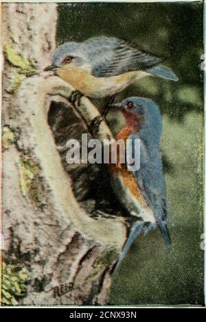 . Studio della natura Uccelli : un libro per principianti in Bird Study . 16 uova di picchio al verdastro-azzurro profondo di quelli di theCatbird; a quelli di Ptarmigan, così pesantemente blotted di bruno-nero da sembrare quasi nero; e a quelli del falco dell'anatra, spesso spruzzato abbondantemente di brownas per apparire quasi uniforme nel colore. BIRD STUDIES.PART II I soggetti delle quaranta storie sulle pagine seguenti sono stati scelti in modo da rappresentare tutte le famiglie di uccelli comuni, allo scopo di dare al lettore un'idea generale circa le abitudini degli uccelli di ogni famiglia. Per uso scolastico abbiamo tutti questi Foto Stock