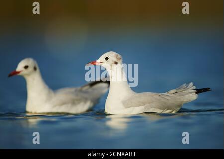 Gabbiano a testa nera (Chromicocephalus ridibundus), laterale, nuoto Foto Stock