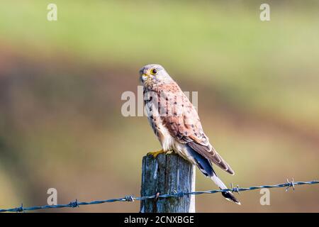 Kestrel caccia da un posto di recinzione nel Galles occidentale Foto Stock