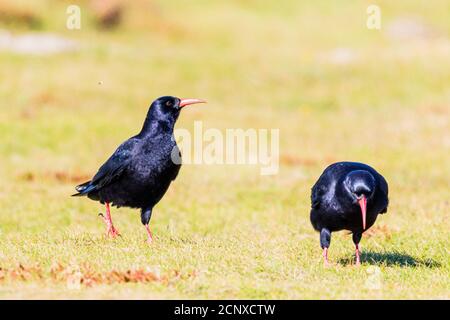 Chough sul percorso costiero del Galles occidentale Foto Stock