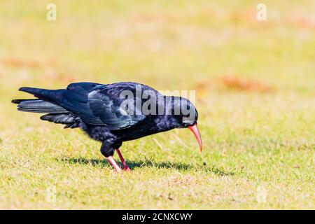 Chough sul percorso costiero del Galles occidentale Foto Stock