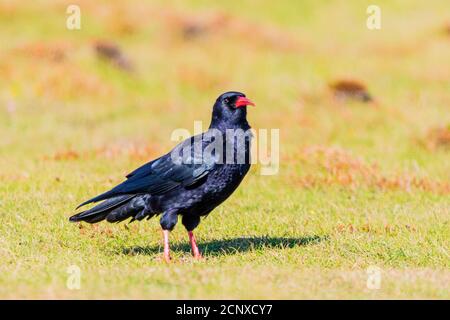 Chough sul percorso costiero del Galles occidentale Foto Stock